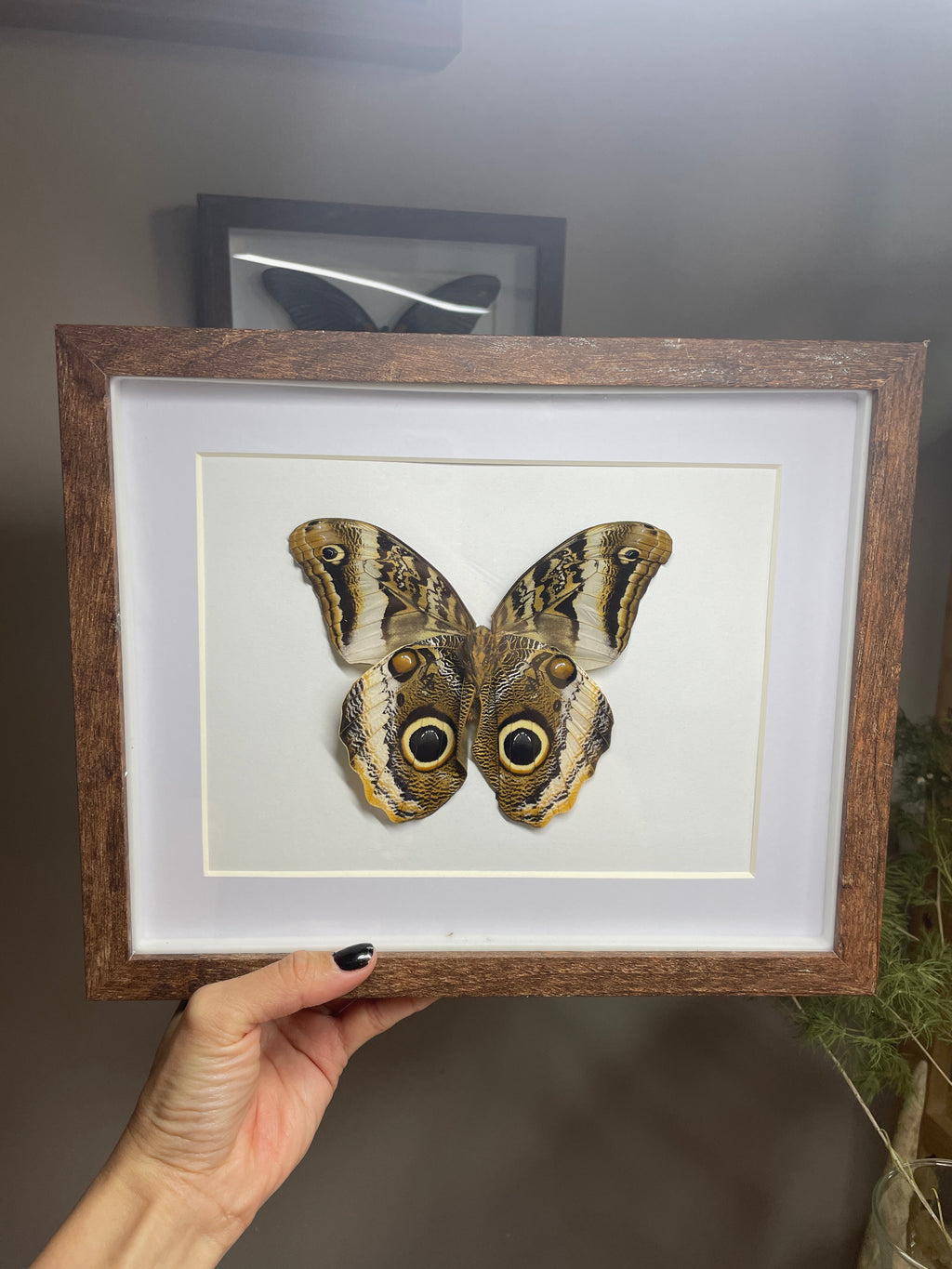 owl butterfly shadow box