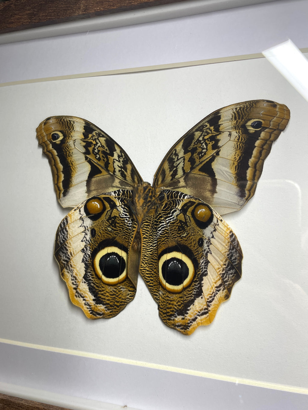 owl butterfly shadow box