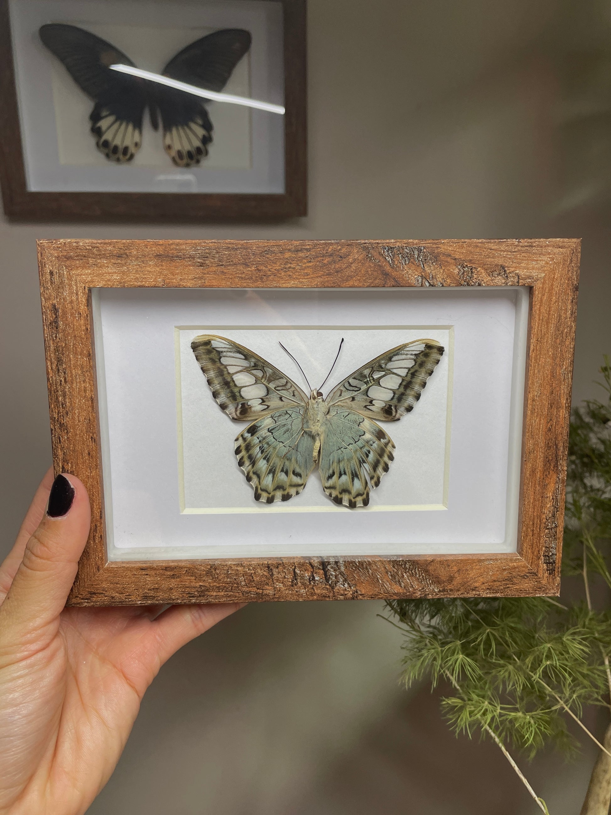 common archduke butterfly
