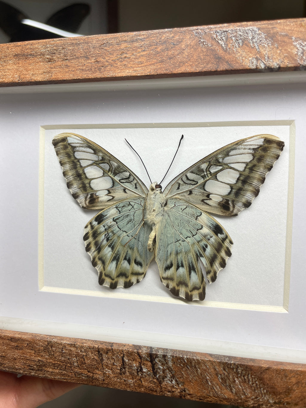 common archduke butterfly