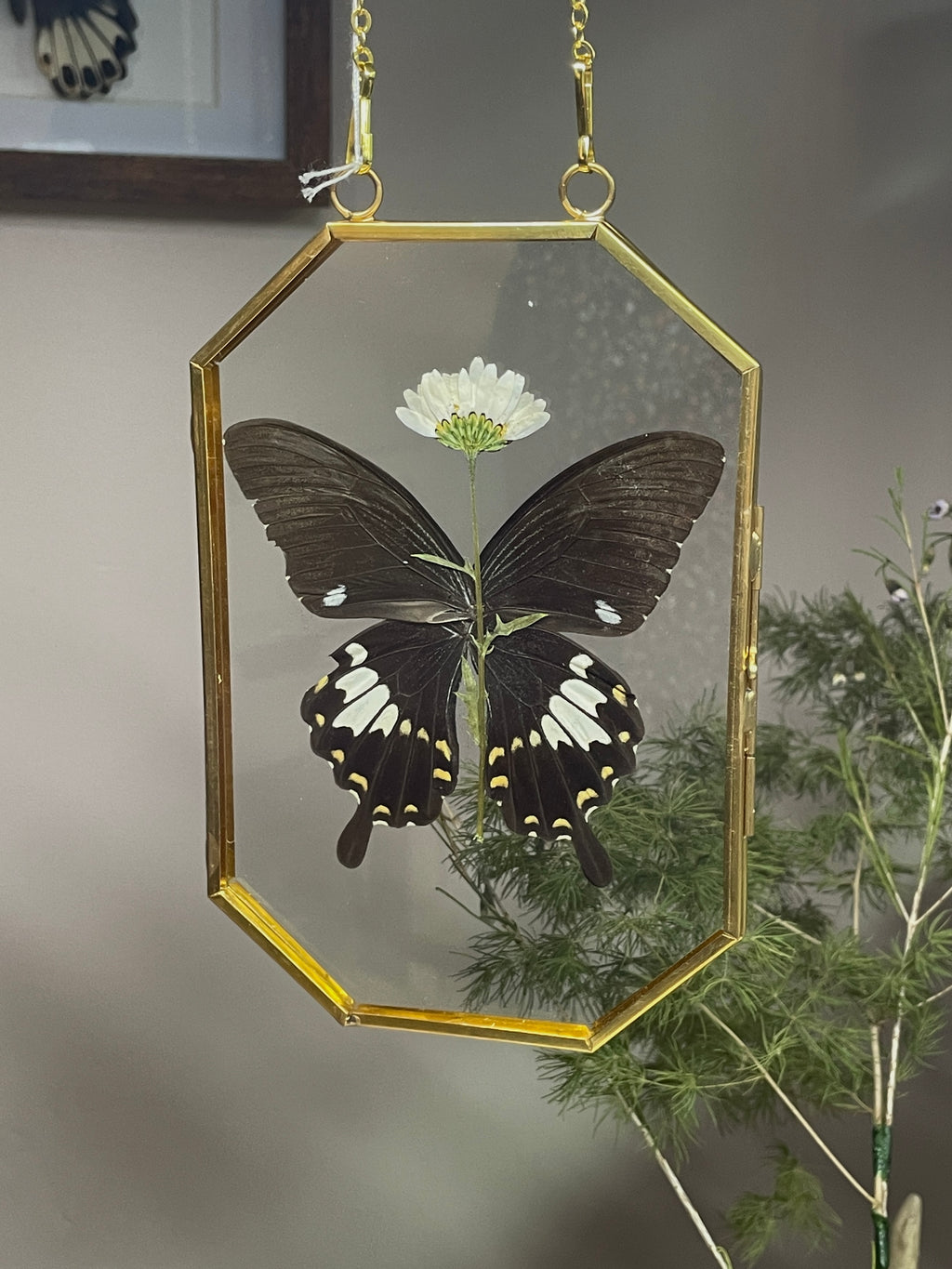 yellow helen octagon brass frame