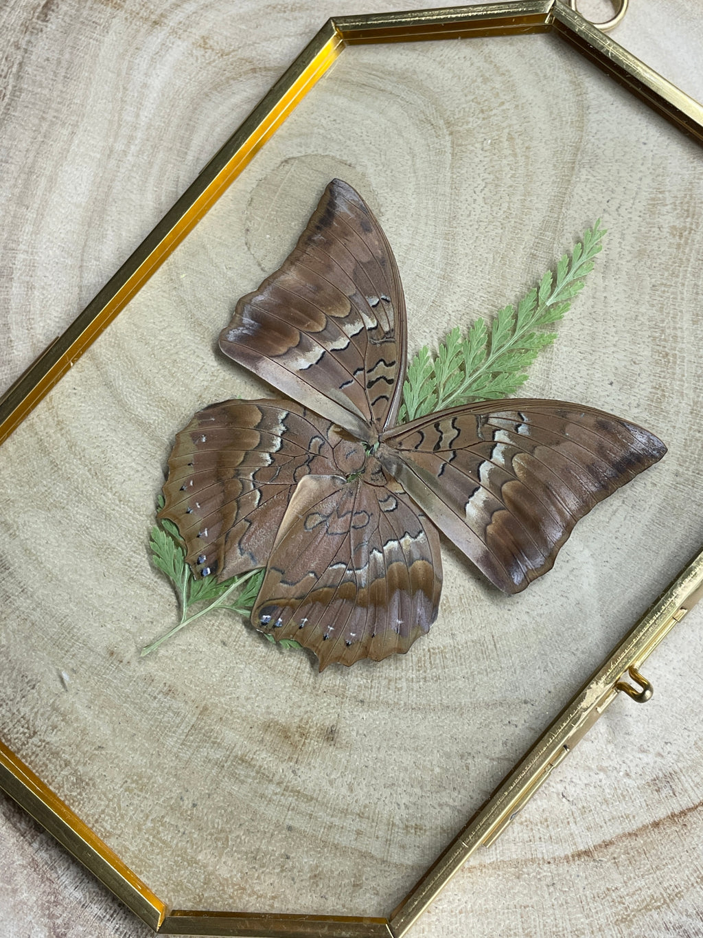 tawny rajah octagon brass frame