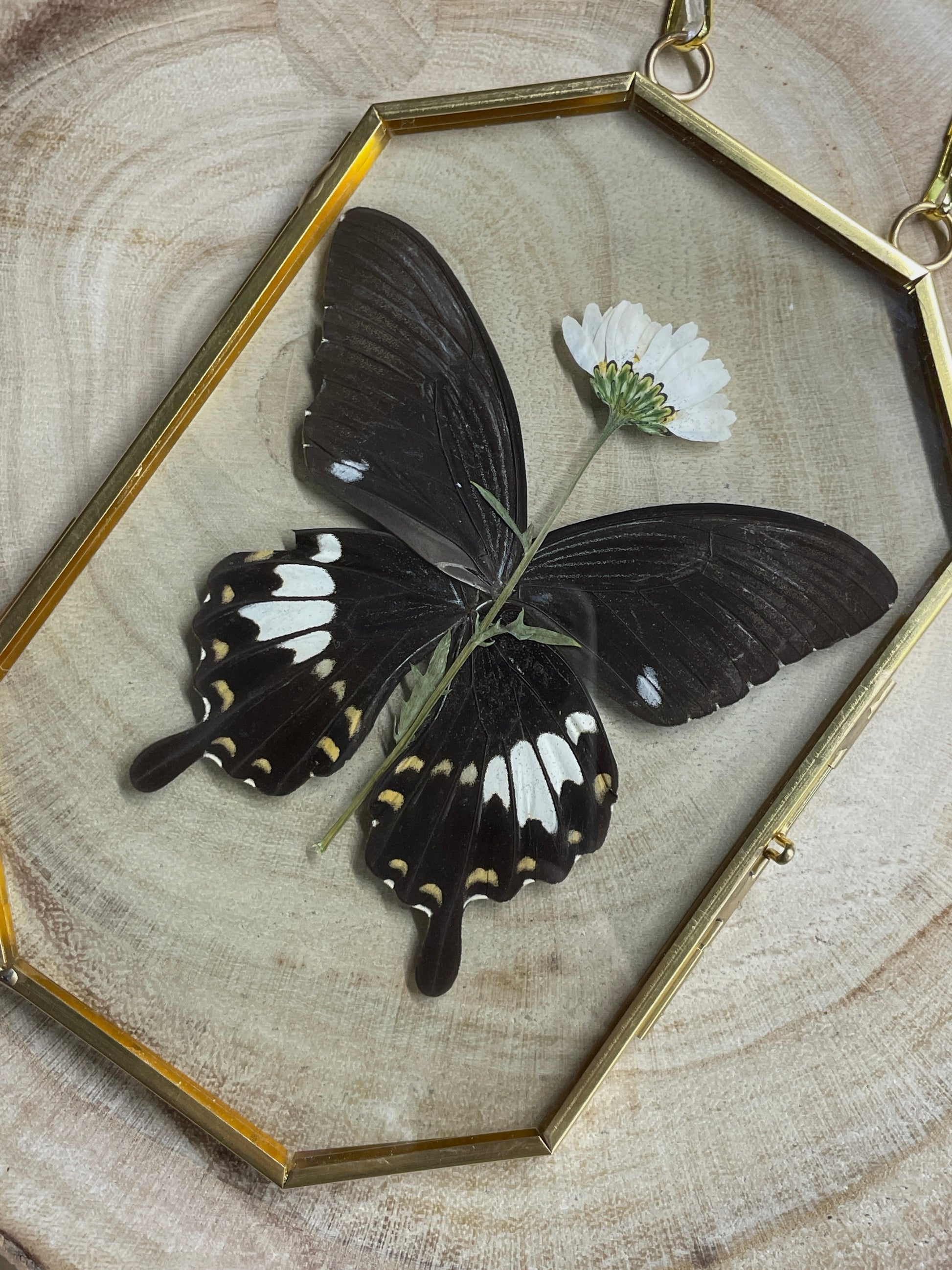 yellow helen octagon brass frame