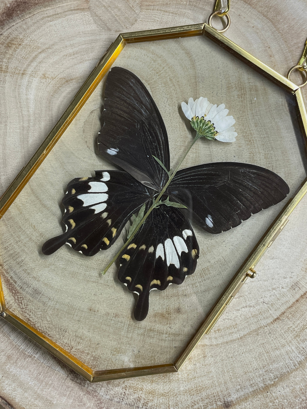yellow helen octagon brass frame