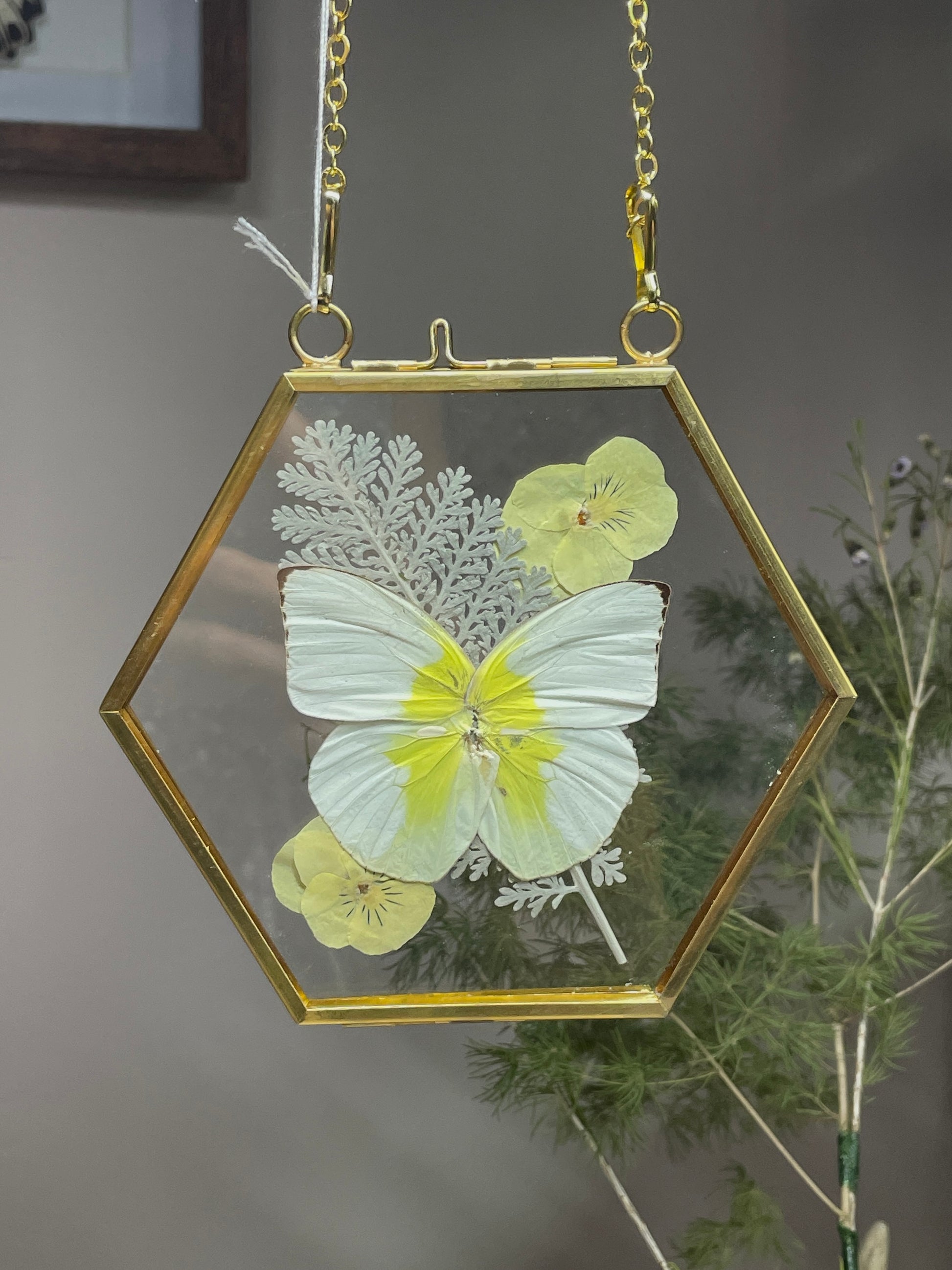 lemon emigrant butterfly golden brass frame