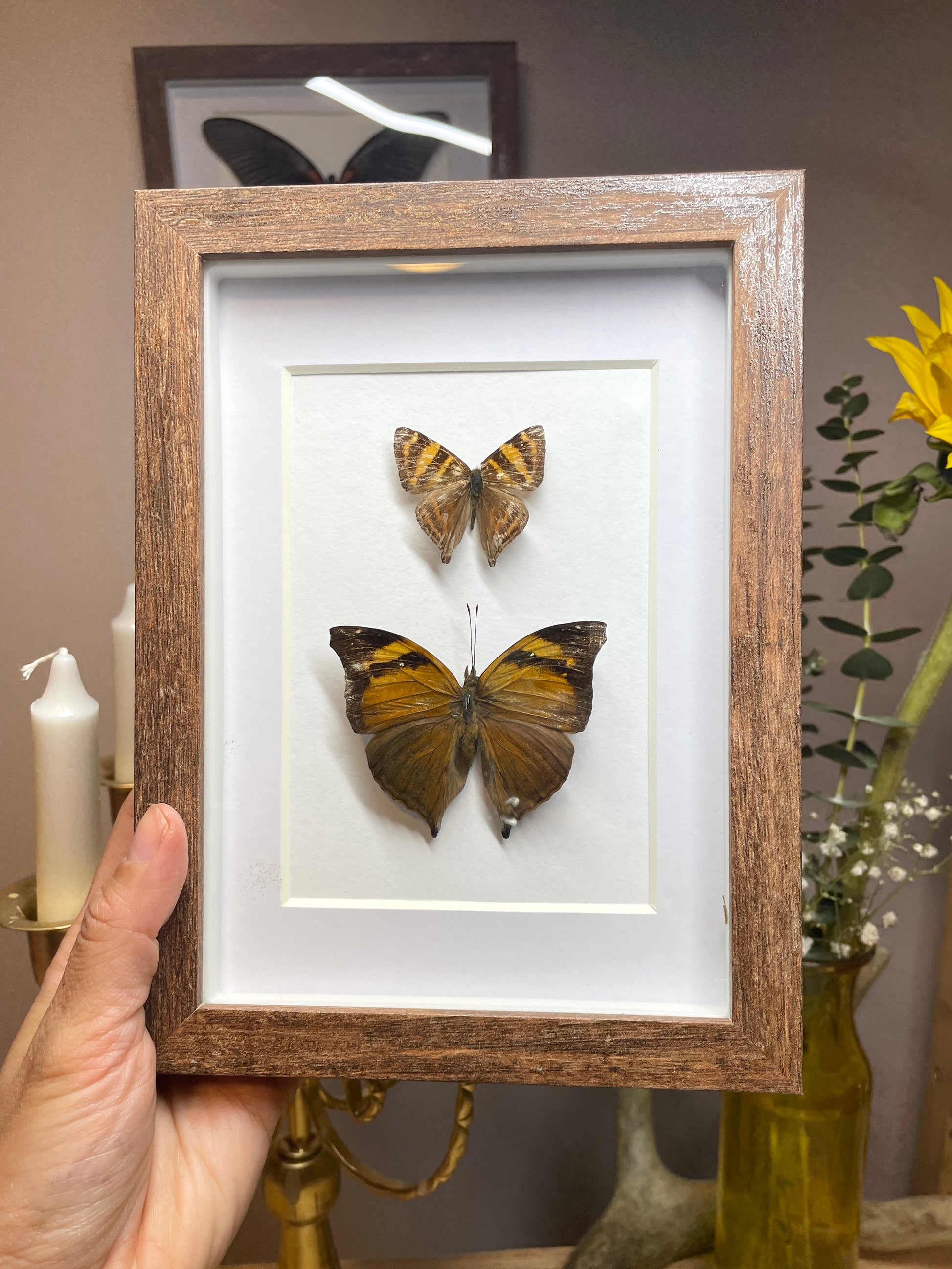 striped punch & autumn leaf butterfly