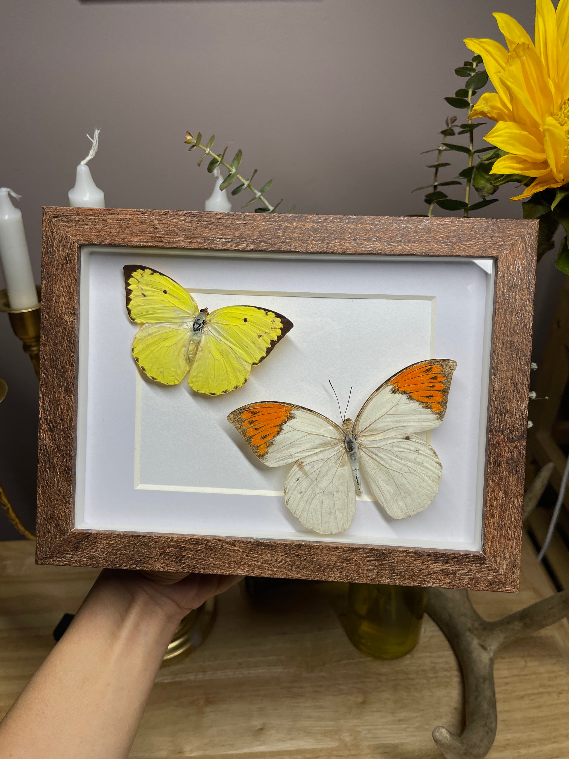 lemon emigrant & great orange tip