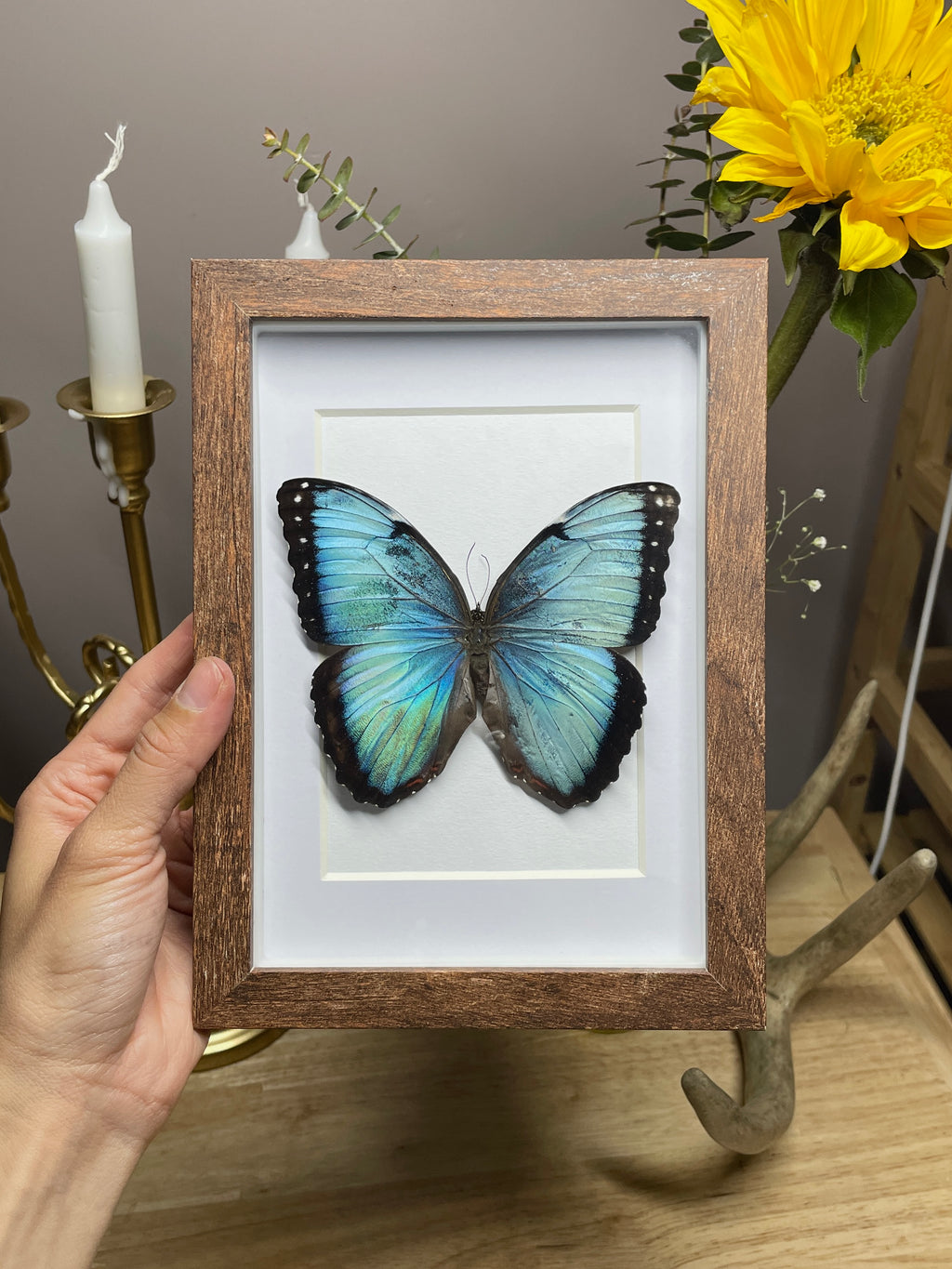 morpho peleides