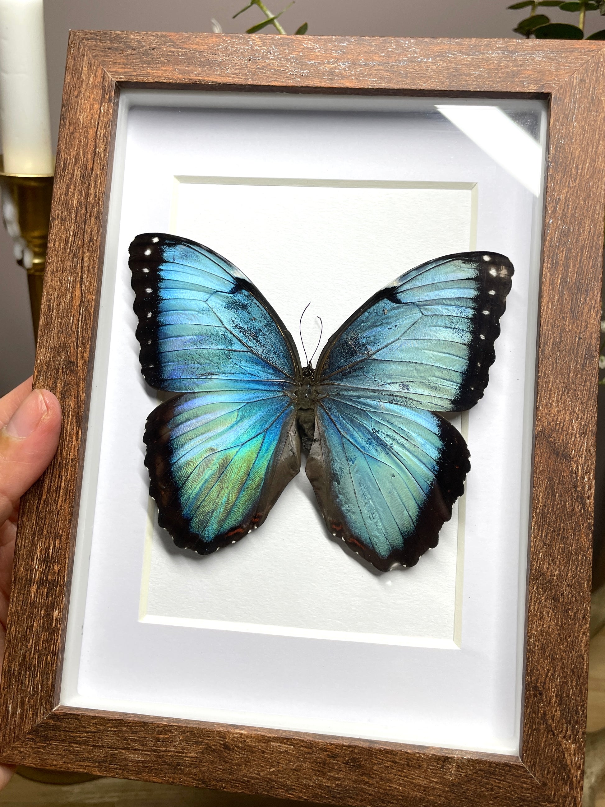 morpho peleides
