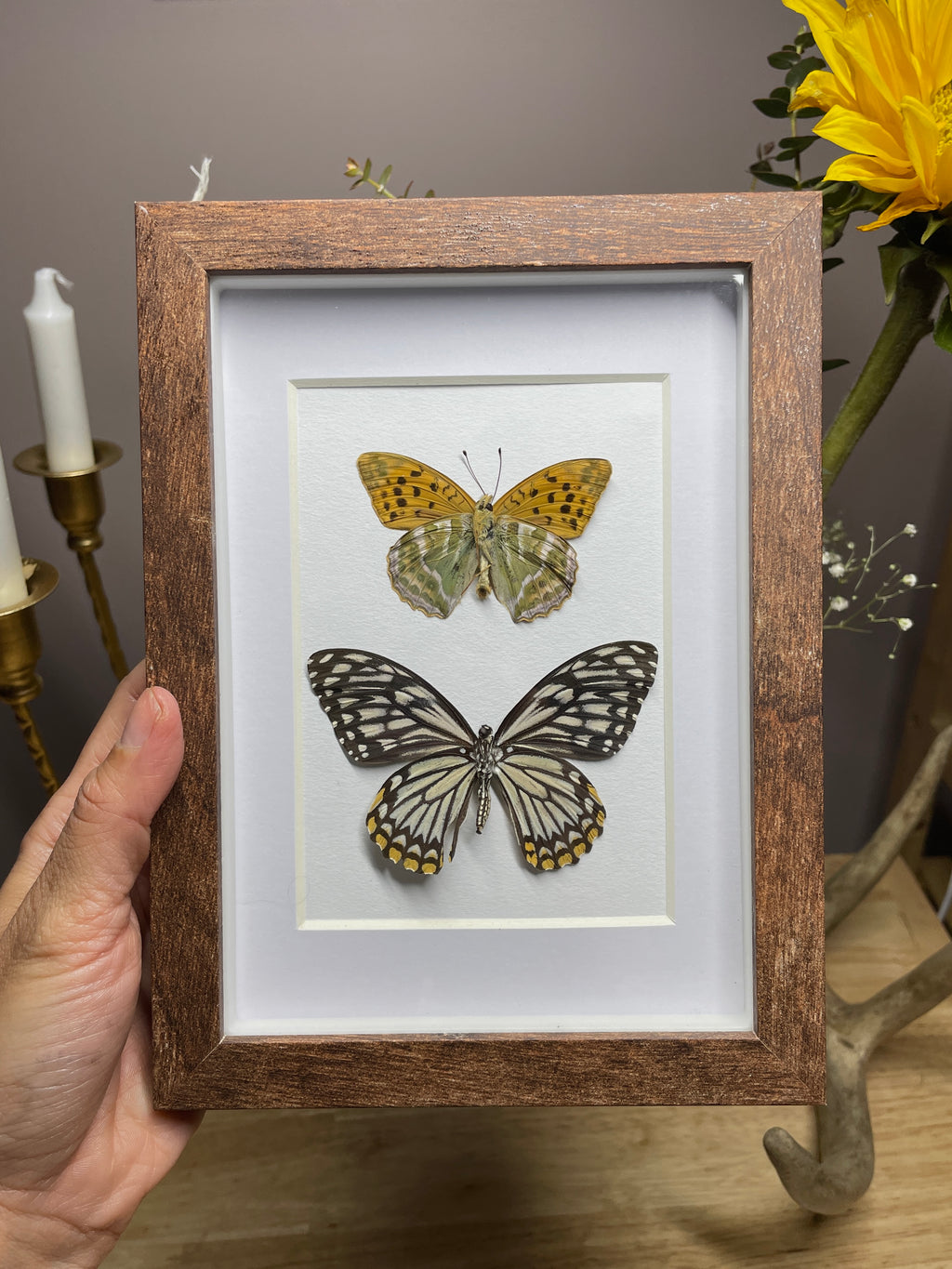 silver washed fritillary & common mime