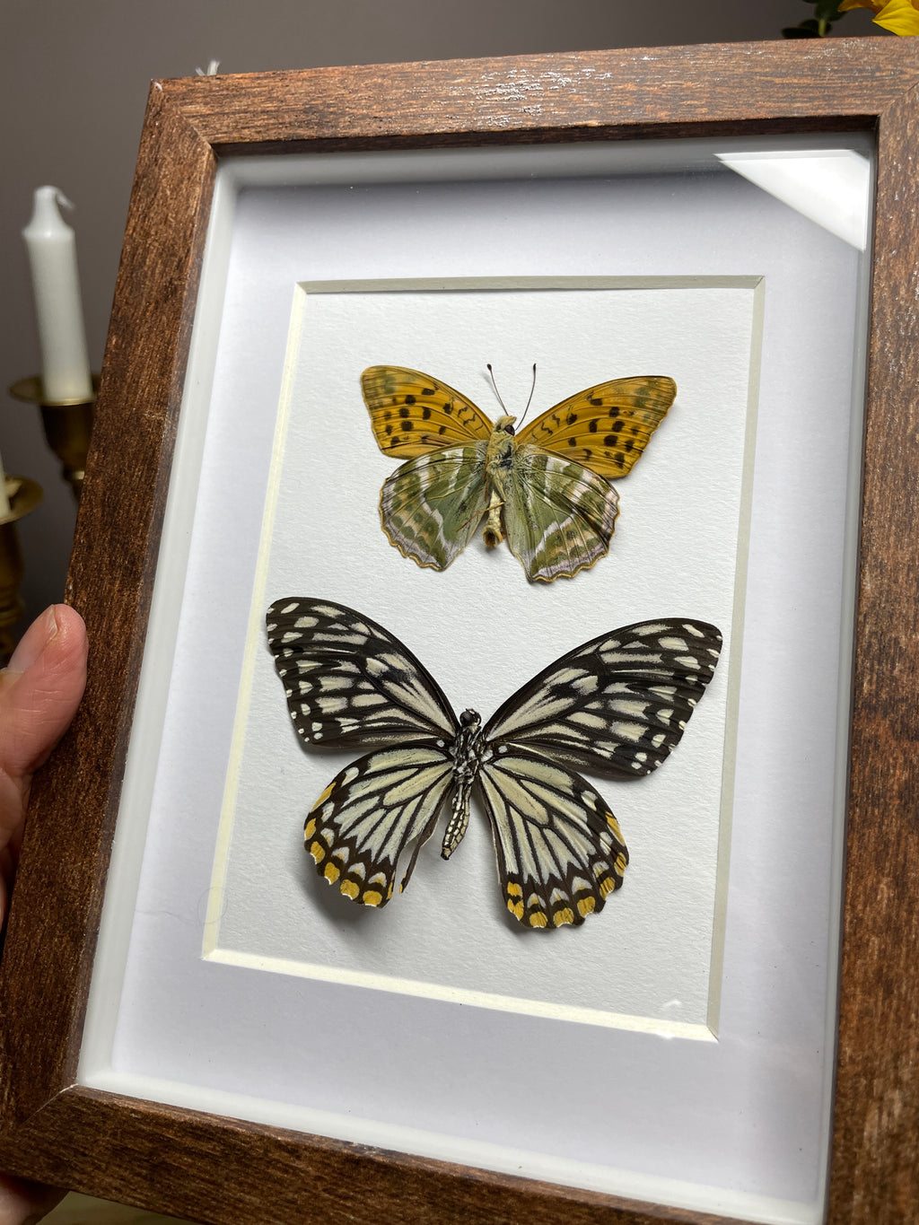 silver washed fritillary & common mime