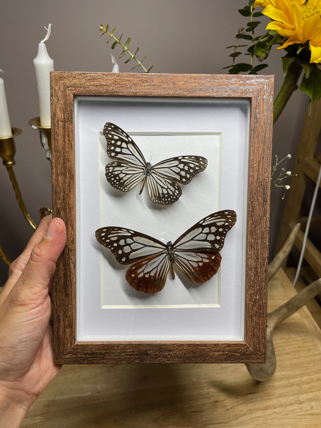 blue glassy tiger and chestnut tiger