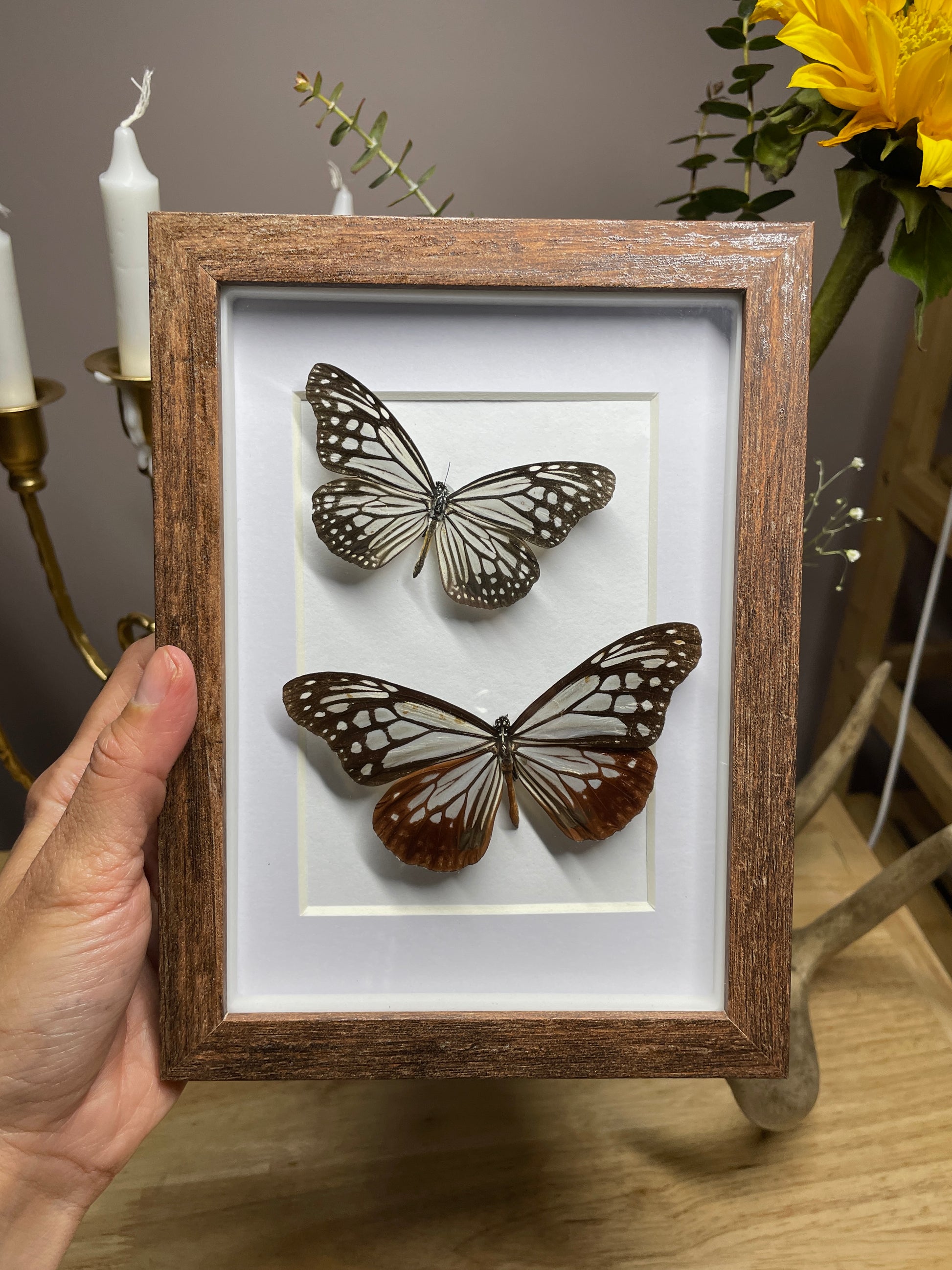 blue glassy tiger and chestnut tiger