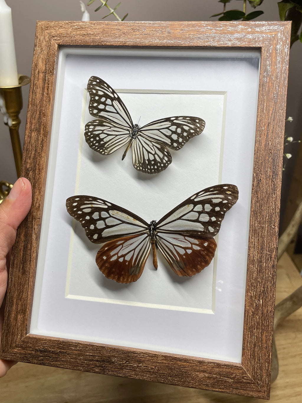 blue glassy tiger and chestnut tiger