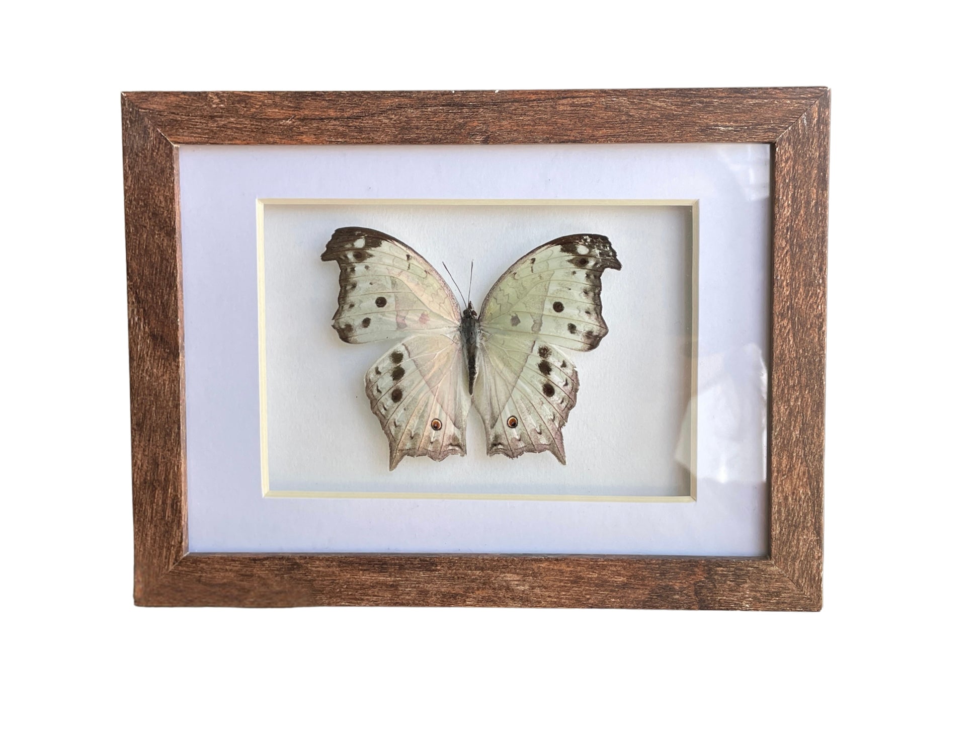 mother of pearl shadow box frame