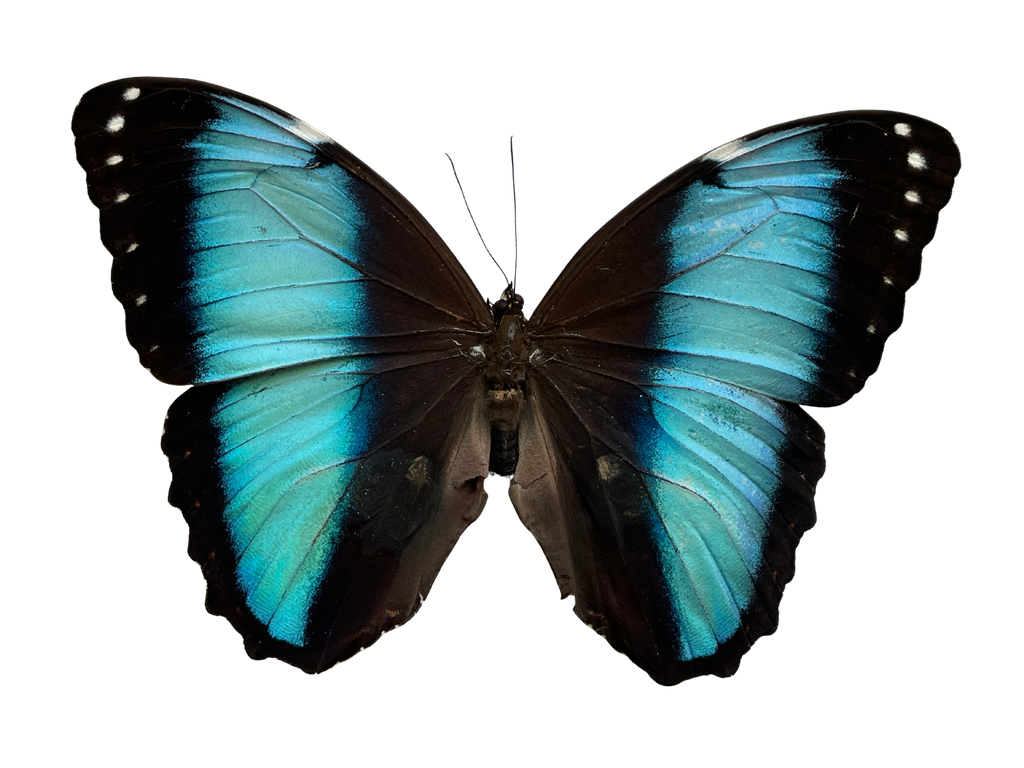 blue morpho shadow box frame