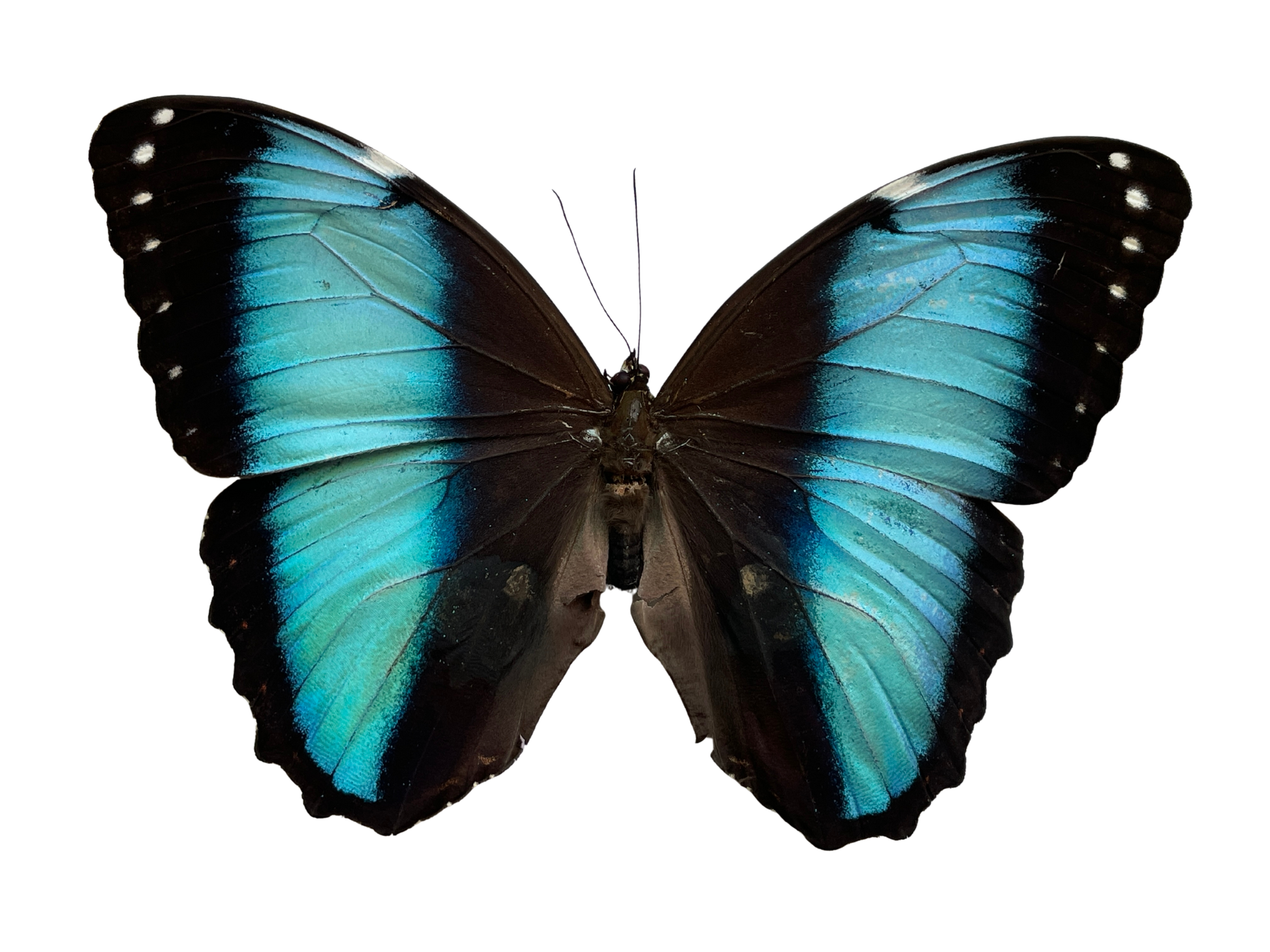 blue morpho shadow box frame