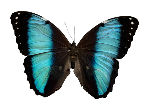blue morpho shadow box frame
