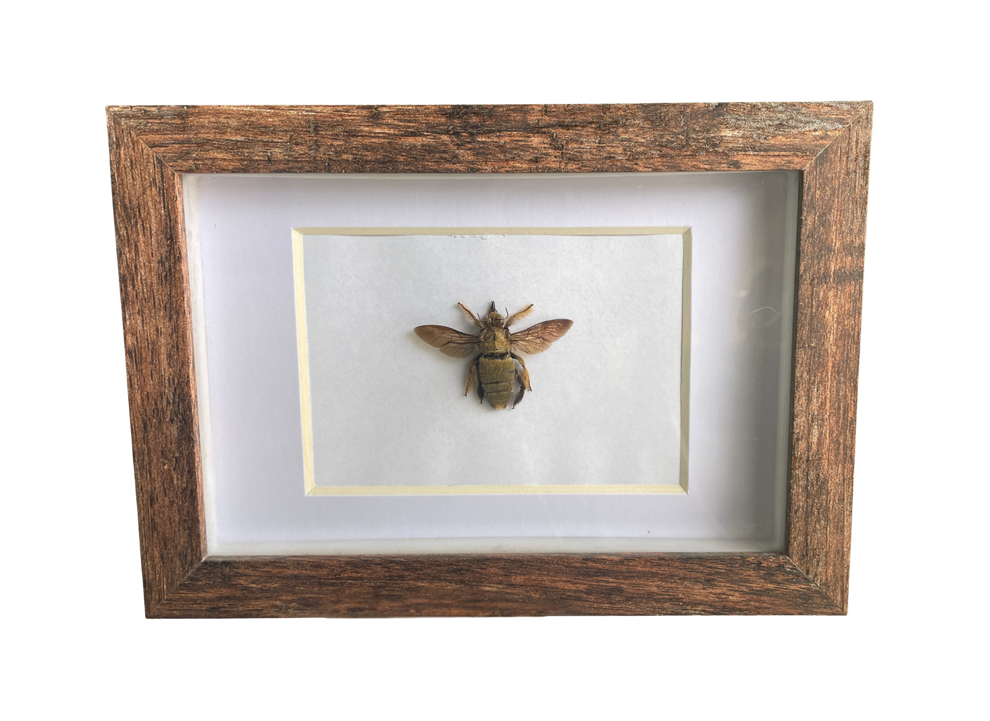 valley carpenter bee shadow box frame