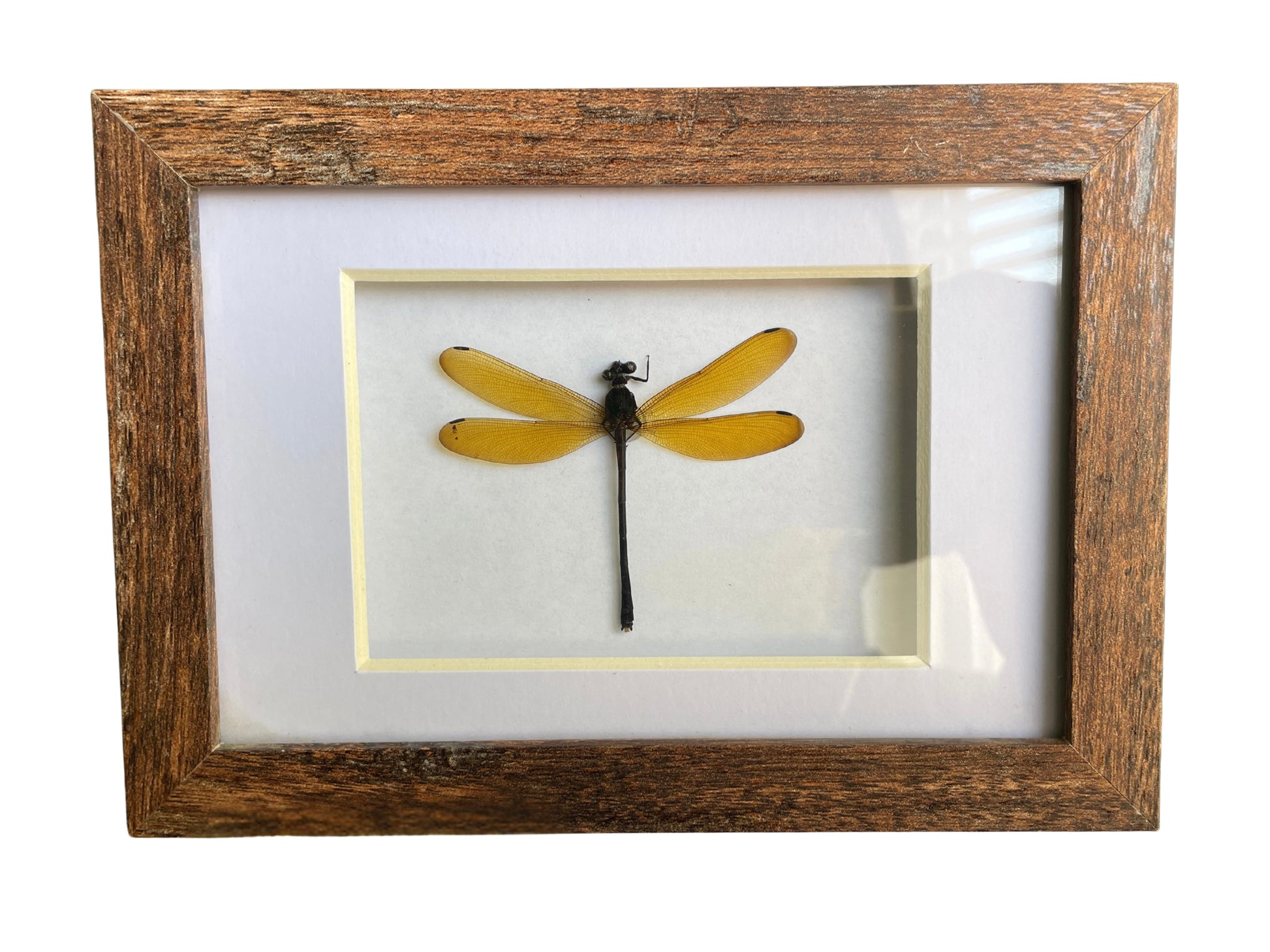 lara damselfly shadow box frame