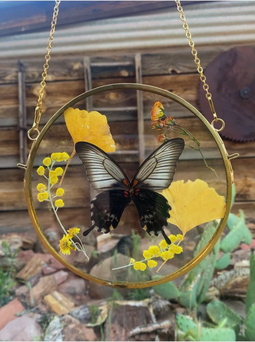 Papilio lowi - pressed floral display, with real gingko leaves!