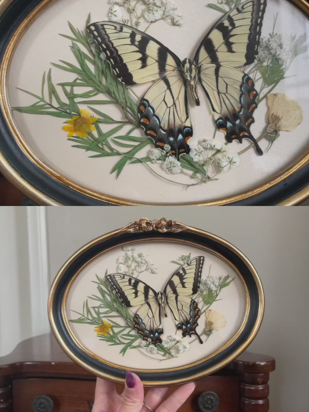 eastern tiger swallowtail vintage frame