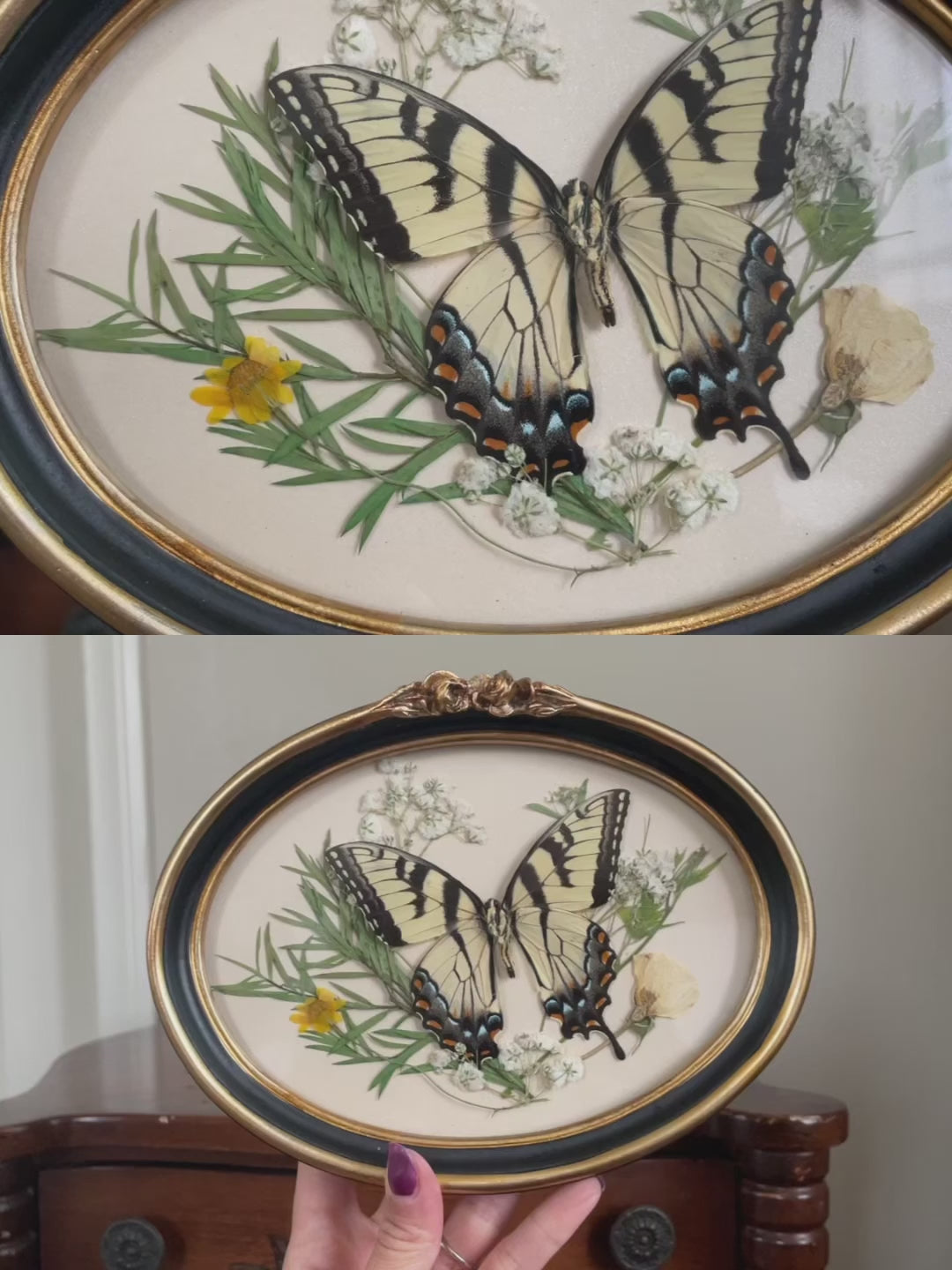 eastern tiger swallowtail vintage frame