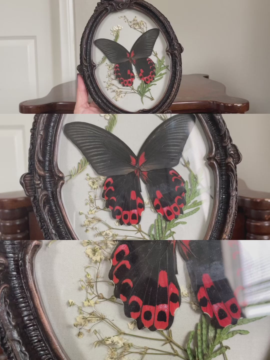 scarlet mormon vintage frame