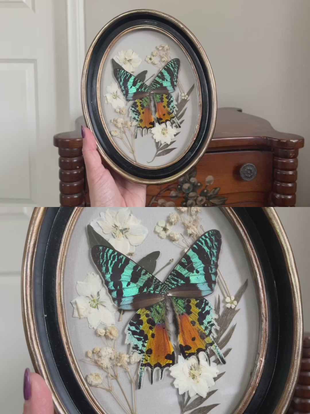 madagascar sunset moth vintage frame
